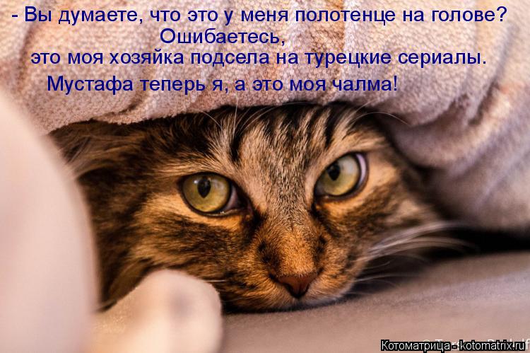 Котоматрица: - Вы думаете, что это у меня полотенце на голове? Ошибаетесь,  это моя хозяйка подсела на турецкие сериалы.  Мустафа теперь я, а это моя чалма!
