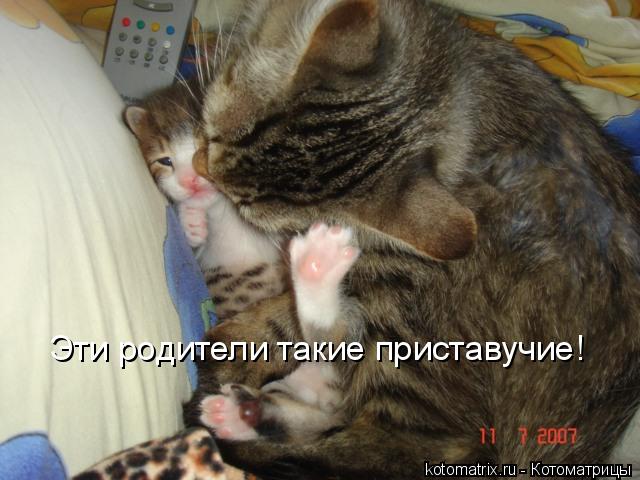 Эти родители такие приставучие!... Котоматрица: Эти родители такие приставучие!