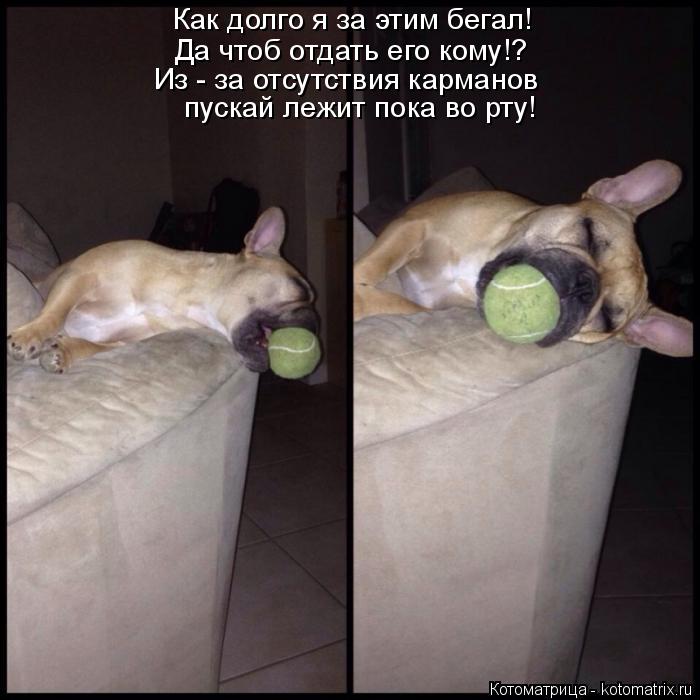 Как долго я за этим бегал! Да чтоб отдать его кому!? Из - за отсутствия карманов пускай лежит пока в... Котоматрица: Как долго я за этим бегал! Да чтоб отдать его кому!? Из - за отсутствия карманов пускай лежит пока во рту!