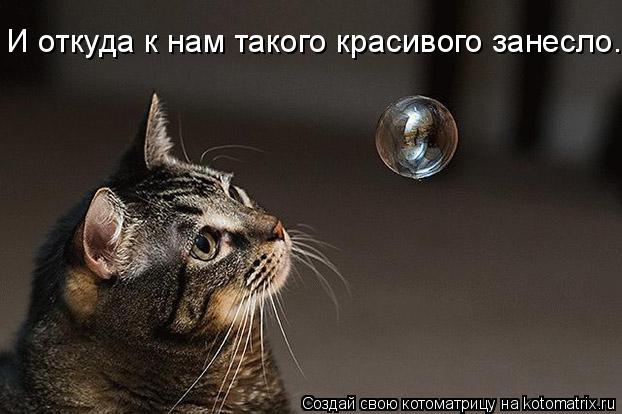 Котоматрица: И откуда к нам такого красивого занесло..
