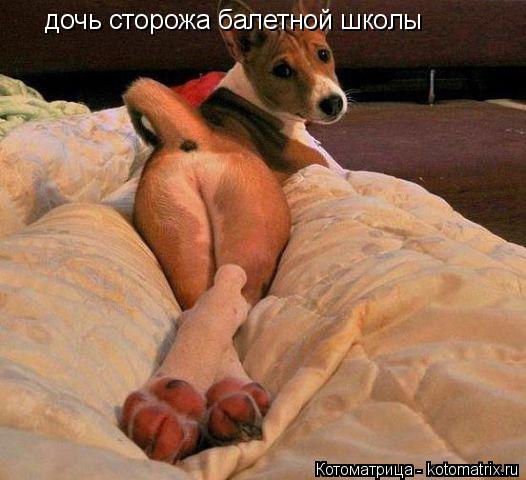 Котоматрица: дочь сторожа балетной школы