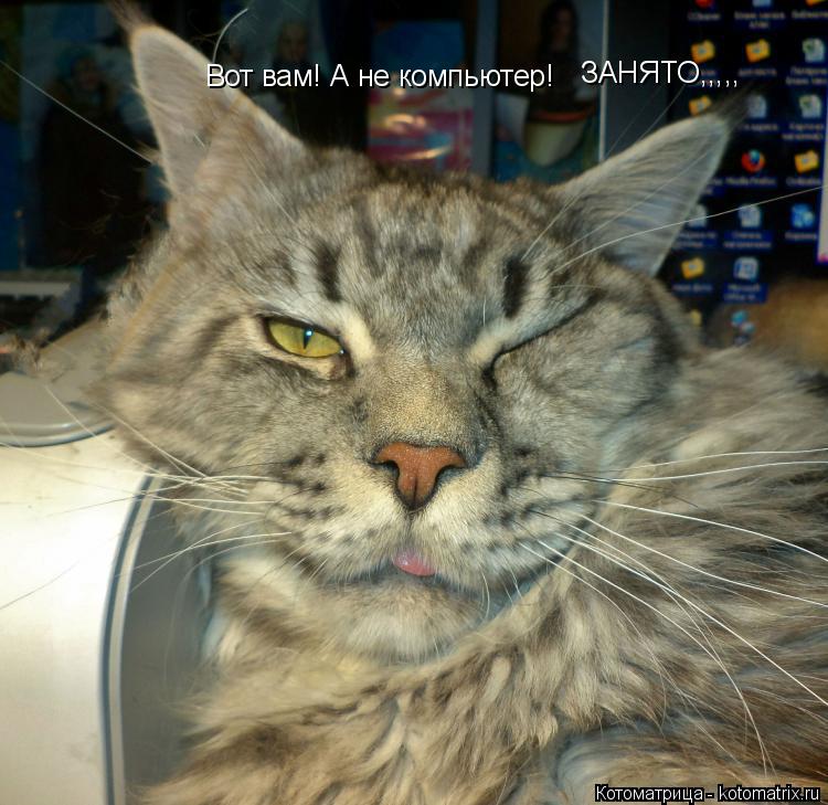 Котоматрица: ЗАНЯТО,,,,, Вот вам! А не компьютер!