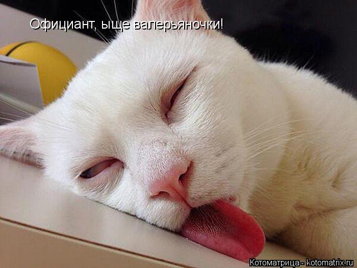 Котоматрица: Официант, ыще валерьяночки!