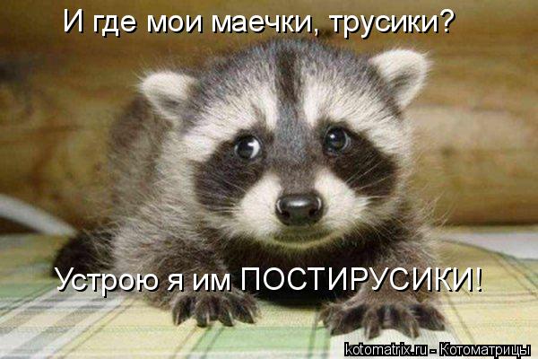 И где мои маечки, трусики? Устрою я им ПОСТИРУСИКИ!... Котоматрица: И где мои маечки, трусики? Устрою я им ПОСТИРУСИКИ!