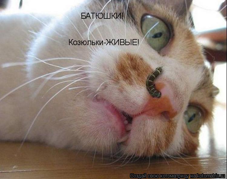 БАТЮШКИ! Козюльки-ЖИВЫЕ!... Котоматрица: БАТЮШКИ! Козюльки-ЖИВЫЕ!
