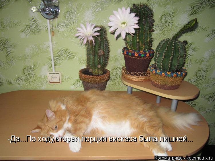-Да...По ходу,вторая порция вискаса была лишней...... Котоматрица: -Да...По ходу,вторая порция вискаса была лишней...