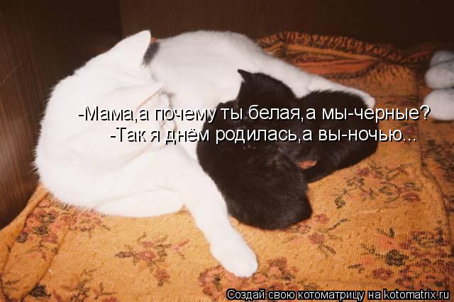 -Мама,а почему ты белая,а мы-черные? -Так я днём родилась,а вы-ночью...... Котоматрица: -Мама,а почему ты белая,а мы-черные? -Так я днём родилась,а вы-ночью...