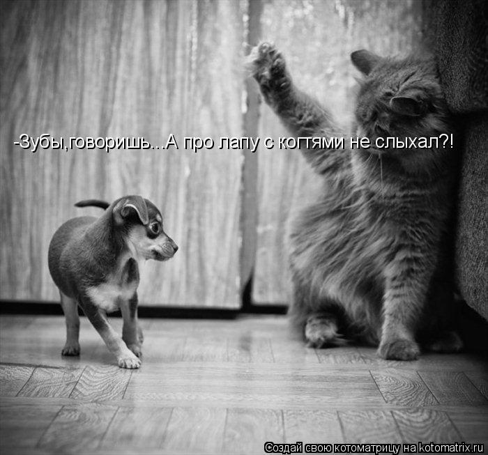 -Зубы,говоришь...А про лапу с когтями не слыхал?!... Котоматрица: -Зубы,говоришь...А про лапу с когтями не слыхал?!