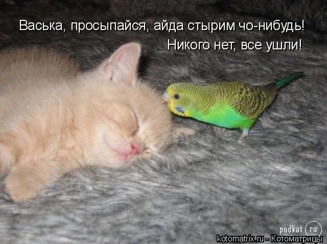 Васька, просыпайся, айда стырим чо-нибудь! Никого нет, все ушли!... Котоматрица: Васька, просыпайся, айда стырим чо-нибудь! Никого нет, все ушли!