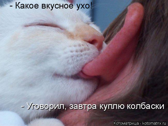 Котоматрица: - Какое вкусное ухо! - Уговорил, завтра куплю колбаски