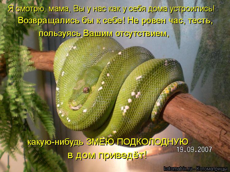 пользуясь Вашим отсутствием, какую-нибудь ЗМЕЮ ПОДКОЛОДНУЮ в дом приведёт! Я смотрю, мама, Вы у нас ... Котоматрица: пользуясь Вашим отсутствием, какую-нибудь ЗМЕЮ ПОДКОЛОДНУЮ в дом приведёт! Я смотрю, мама, Вы у нас как у себя дома устроились! Возвращались