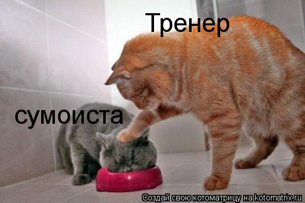 Котоматрица: Тренер сумоиста