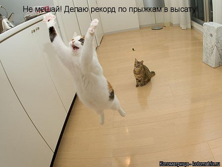 Котоматрица: Не мешай! Делаю рекорд по прыжкам в высату!