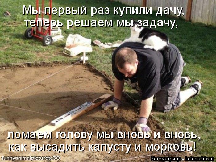 Котоматрица: Мы первый раз купили дачу, теперь решаем мы задачу, ломаем голову мы вновь и вновь, как высадить капусту и морковь!