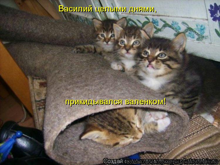 Котоматрица: Василий целыми днями, прикидывался валенком!