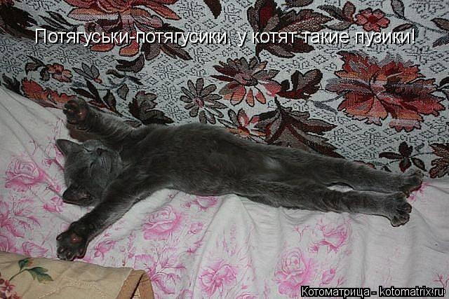 Котоматрица: Потягуськи-потягусики, у котят такие пузики!