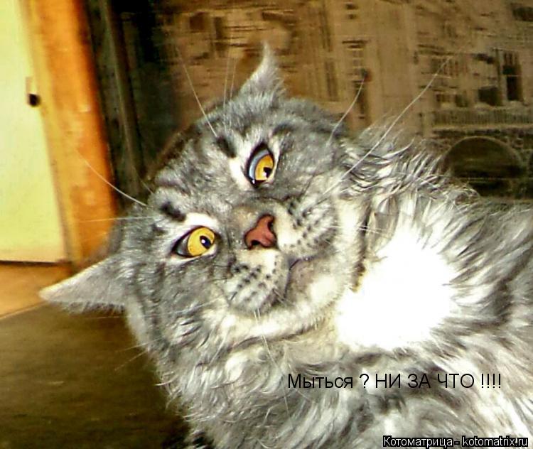 Котоматрица: Мыться ? НИ ЗА ЧТО !!!!