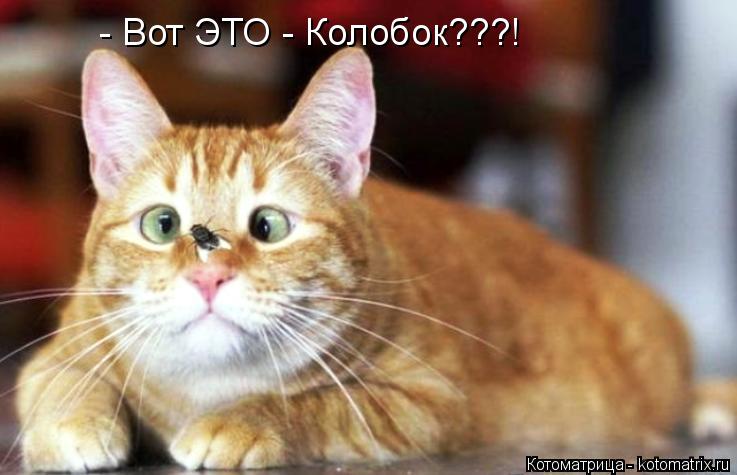 Котоматрица: - Вот ЭТО - Колобок???!