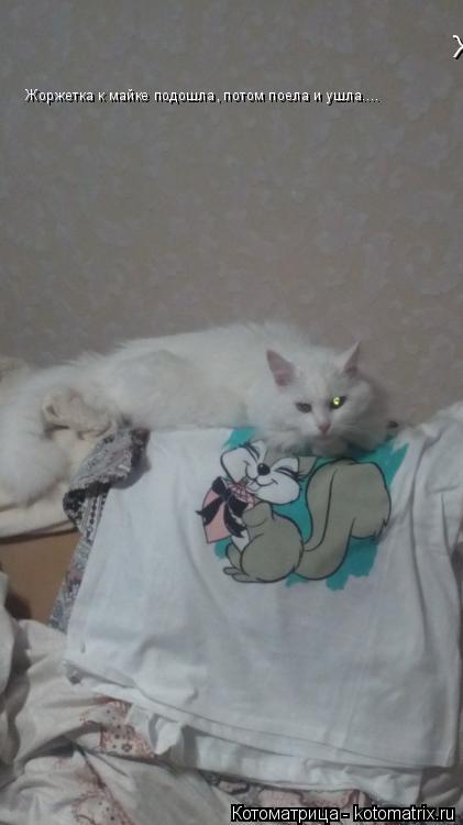 Жоржетка к майке подошла, потом поела и ушла.... Жоржетка к майке подошла, потом поела и ушла....... Котоматрица: Жоржетка к майке подошла, потом поела и ушла.... Жоржетка к майке подошла, потом поела и ушла....