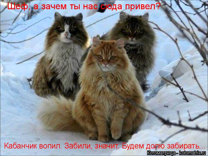 Шеф, а зачем ты нас сюда привел? Кабанчик вопил. Забили, значит. Будем долю забирать...... Котоматрица: Шеф, а зачем ты нас сюда привел? Кабанчик вопил. Забили, значит. Будем долю забирать...