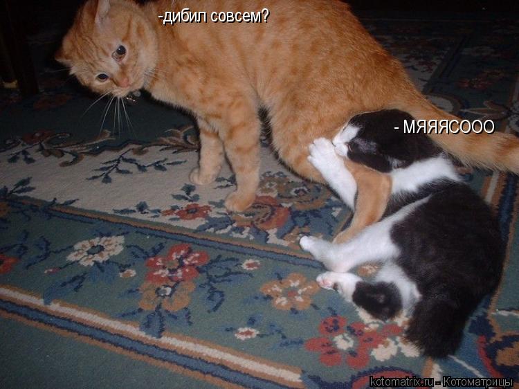 - МЯЯЯСООО -дибил совсем?... Котоматрица: - МЯЯЯСООО -дибил совсем?