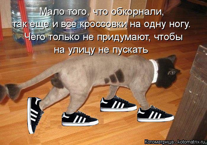 Мало того, что обкорнали, так еще и все кроссовки на одну ногу. Чего только не придумают, чтобы на ул... Котоматрица: Мало того, что обкорнали, так еще и все кроссовки на одну ногу. Чего только не придумают, чтобы на улицу не пускать