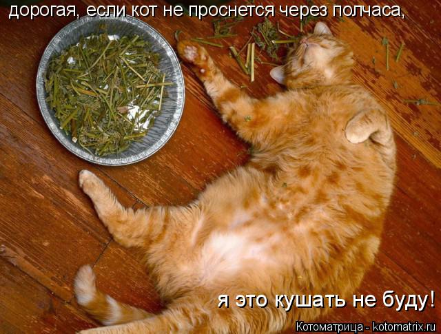 Котоматрица: дорогая, если кот не проснется через полчаса, я это кушать не буду!