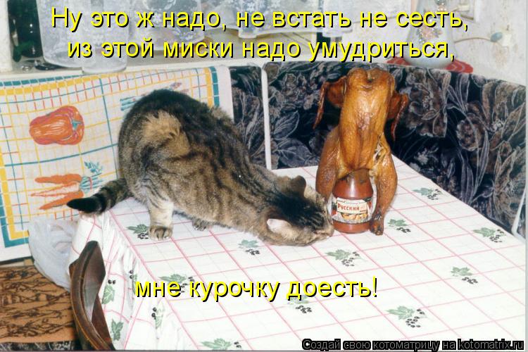 Котоматрица: Ну это ж надо, не встать не сесть, из этой миски надо умудриться, мне курочку доесть!