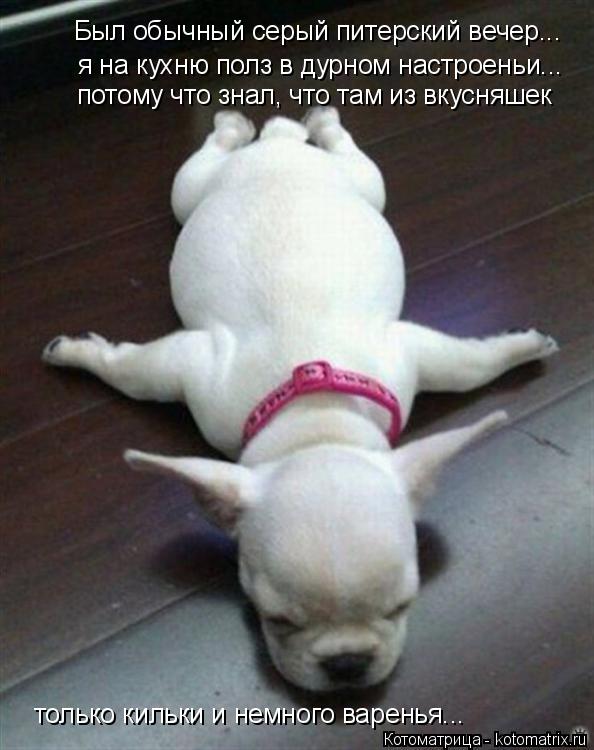 Котоматрица: Был обычный серый питерский вечер... я на кухню полз в дурном настроеньи... потому что знал, что там из вкусняшек только кильки и немного варе