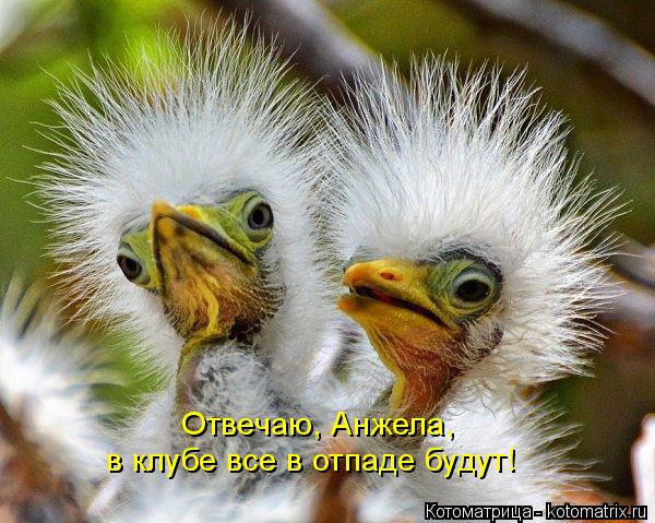 Отвечаю, Анжела, в клубе все в отпаде будут!... Котоматрица: Отвечаю, Анжела, в клубе все в отпаде будут!