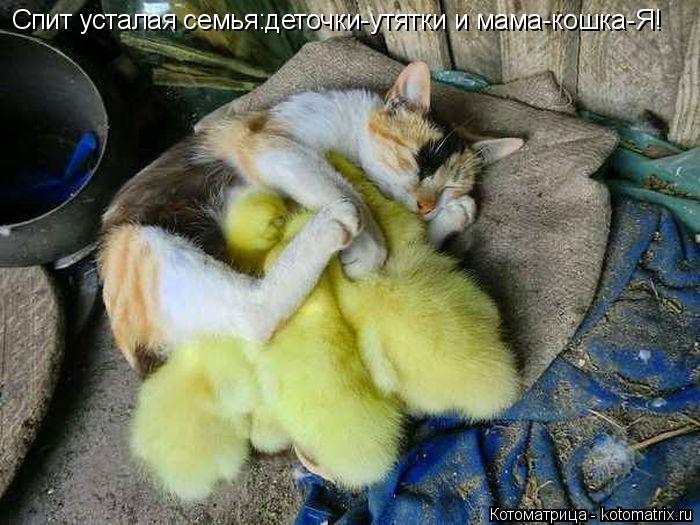 Котоматрица: Спит усталая семья:деточки-утятки и мама-кошка-Я!
