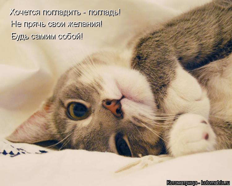 Хочется погладить - погладь! Не прячь свои желания! Будь самим собой!... Котоматрица: Хочется погладить - погладь! Не прячь свои желания! Будь самим собой!