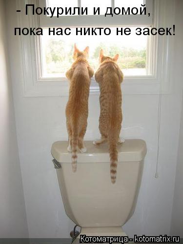 Котоматрица: - Покурили и домой,  пока нас никто не засек!
