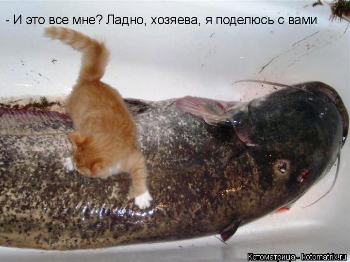 - И это все мне? Ладно, хозяева, я поделюсь с вами... Котоматрица: - И это все мне? Ладно, хозяева, я поделюсь с вами