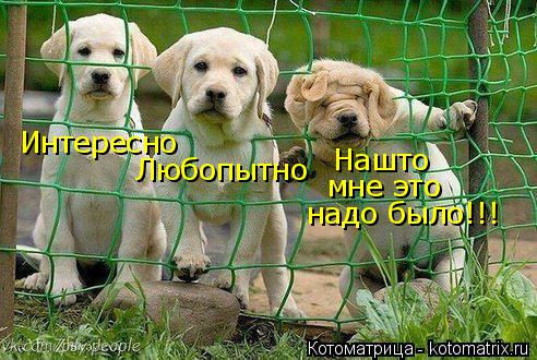 Интересно Нашто мне это надо было!!! Любопытно... Котоматрица: Интересно Нашто мне это надо было!!! Любопытно