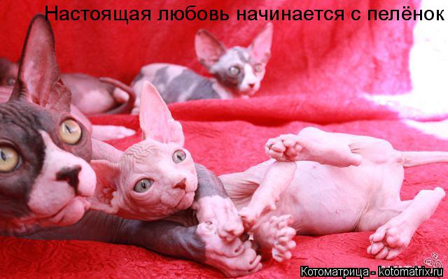 Котоматрица: Настоящая любовь начинается с пелёнок