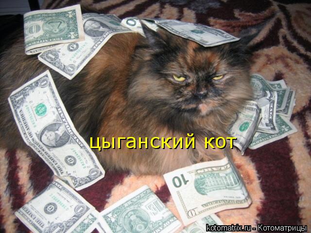 Котоматрица: цыганский кот