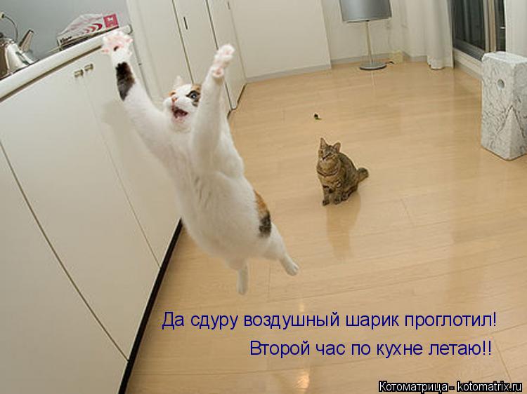Да сдуру воздушный шарик проглотил! Второй час по кухне летаю!!... Котоматрица: Да сдуру воздушный шарик проглотил! Второй час по кухне летаю!!