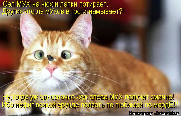 Котоматрица: Сел МУХ на нюх и лапки потирает... Других что ль мУхов в гости намывает?! Ибо нефиг всякой ерунде ползать по любимой по мордЕ!!! Ну,тогда уж одн
