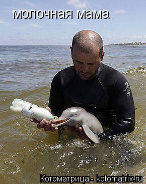 молочная мама... Котоматрица: молочная мама