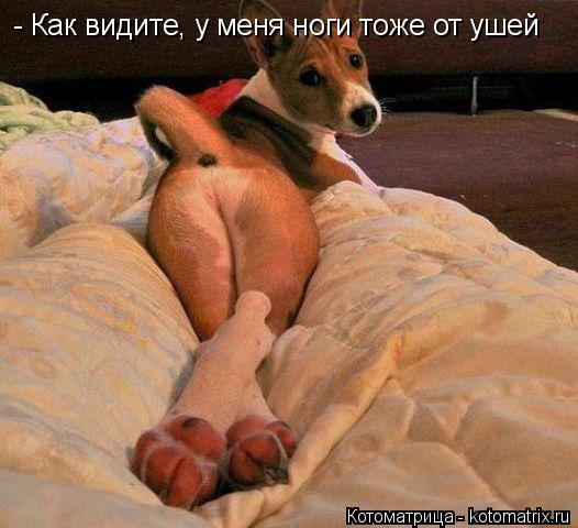 Котоматрица: - Как видите, у меня ноги тоже от ушей
