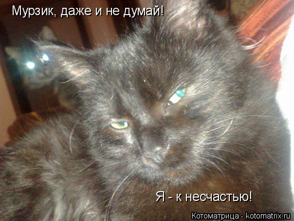 Котоматрица: Мурзик, даже и не думай! Я- Я - к несчастью!