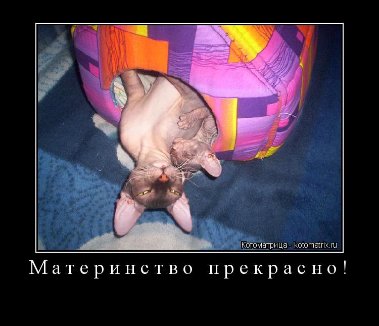 Котоматрица: Материнство прекрасно! 