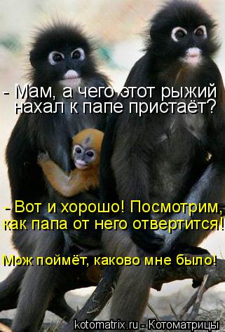 - Мам, а чего этот рыжий нахал к папе пристаёт? - Вот и хорошо! Посмотрим, как папа от него отвертит... Котоматрица: - Мам, а чего этот рыжий нахал к папе пристаёт? - Вот и хорошо! Посмотрим, как папа от него отвертится! Мож поймёт, каково мне было!
