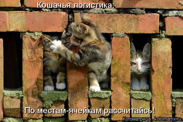 Котоматрица: Кошачья логистика: По местам-ячейкам рассчитайсь!
