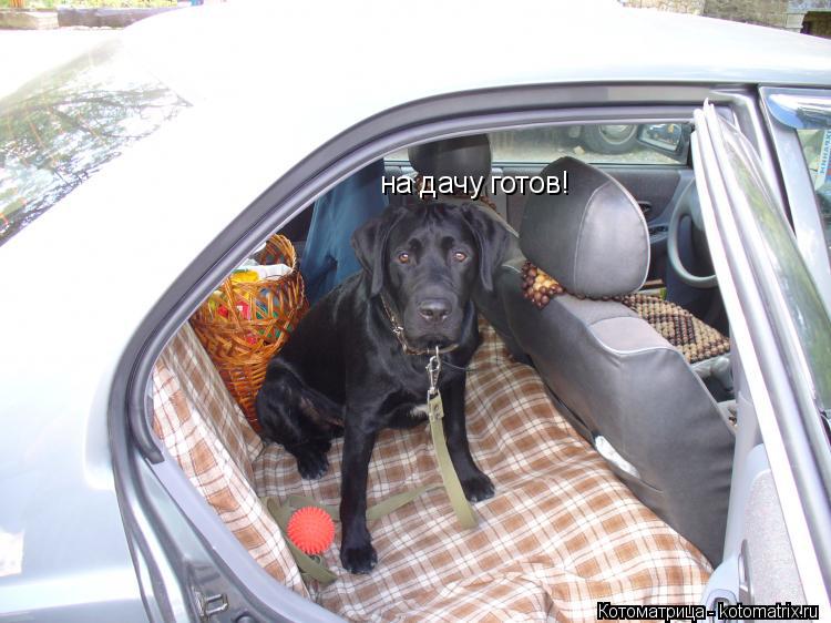 Котоматрица: на дачу готов!