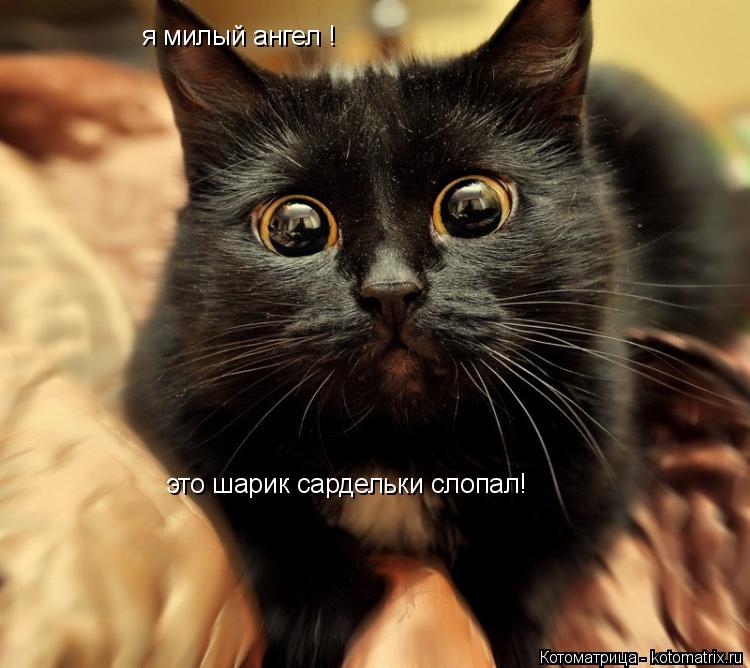 Котоматрица: я милый ангел ! это шарик сардельки слопал!