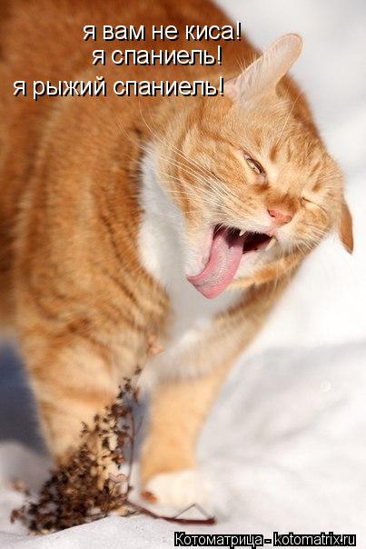 Котоматрица: я вам не киса!  я спаниель! я рыжий спаниель!