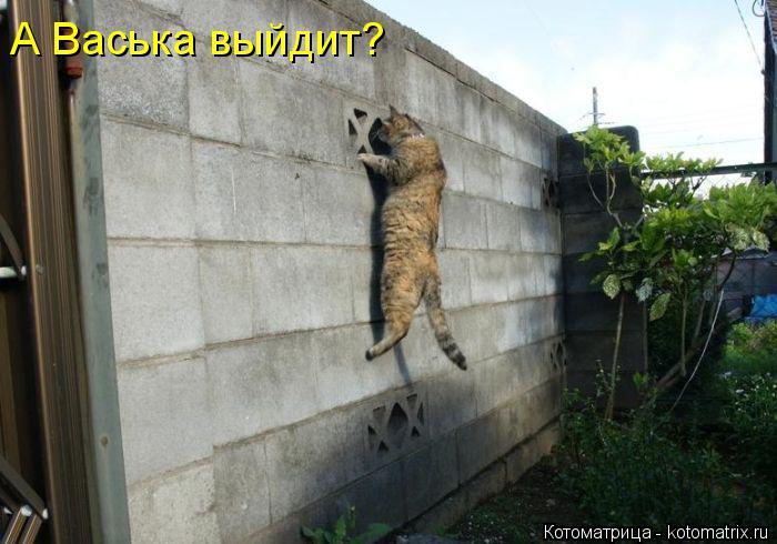 А Васька выйдит?... Котоматрица: А Васька выйдит?