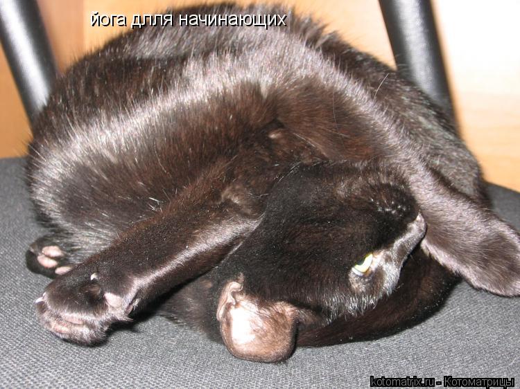 Котоматрица: йога длля начинающих